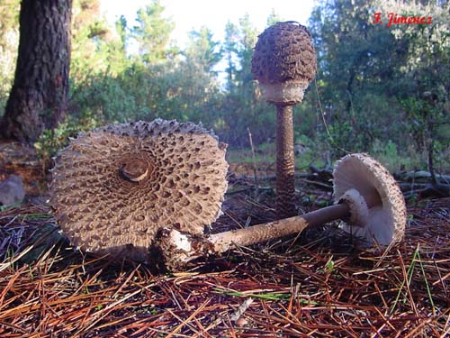 Macrolepiota procera